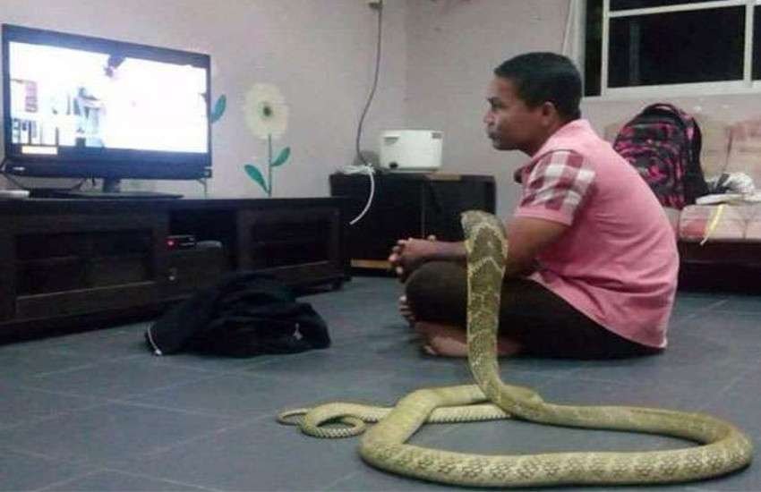 man marry with snake